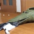 貓咪鑽進鱷魚嘴裡後被卡住了，機智的貓咪換了種方式自救！&友誼的小船說翻就翻，貓咪為了吃的使出了按頭殺！