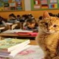 橘貓無意中闖入校園，成了陪孩子們上課的貓助教