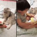 2歲半的寶寶給貓咪講睡前故事，一個認真講一隻聽入迷，被萌化了