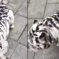 街上偶遇一隻小老虎，靠近一看笑出聲，這位主人也太有才了！