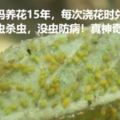 老媽養花15年，每次澆花時兌點料，有蟲殺蟲，沒蟲防病！真神奇