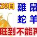 11月20日生肖運勢_雞、鼠、猴大吉