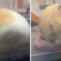 可愛鼠寶「隨身帶枕頭」睡超香　網睜眼一看：有股蛋蛋的香味