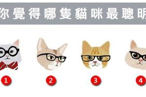 哪一隻貓咪最聰明~測出別人對你的印象！