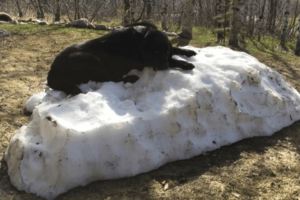 這隻狗狗拚命守護「冬日的最後一灘積雪」，但當雪徹底融化後…牠的哀傷表情讓人超想拍拍啊！