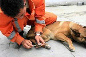 熊本搜救犬被碎玻璃劃傷腳掌依然忍住不吭聲，看到牠們又累又傷的模樣大家都無法不感動落淚了！