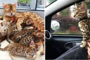 外國網友撿到懷孕貓媽媽生了一窩小貓，小貓「越長越奇怪」帶去檢查後發現撿到寶！