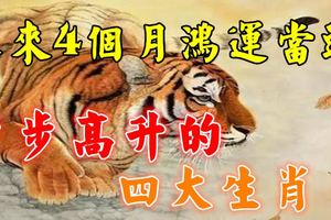 未來4個月鴻運當頭步步高升的四大生肖！