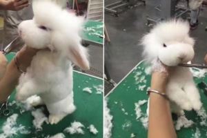 小白兔獃獃地站著不動任由設計師剪毛，它沒想到自己將會在幾分鐘內變成小綿羊！