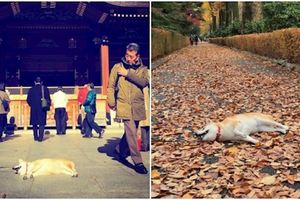 飼主帶著「最懶柴犬」出門到處拍照作紀念，結果一看照片飼主傻眼「竟然每張都在睡」！