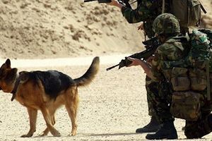 英國退伍軍犬「被確認無用後竟然被這樣對待」，軍方扯到令人震怒的決定簡直不是人！