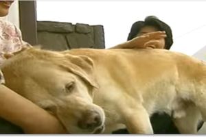 「記得我嗎？」相隔11年，導盲犬退休後回到最初的主人家中，仍記得主人與家的一切令人感動（影片）