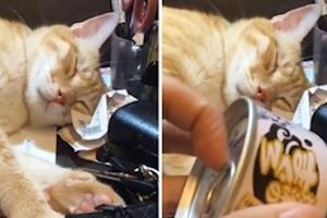 看到橘貓睡得正甜，網友立即拿出了一個罐罐，下一秒貓咪的反應令人笑噴！