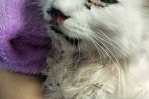 網友救助一隻流浪貓，照顧一周後發現不對勁，這眼球是綠色的？