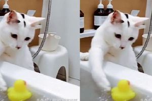 貓咪被小黃鴨吸引賴在浴缸邊不走，還讓浴缸裡的主人陪牠玩水！