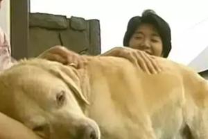 導盲犬跟主人分開11年，退休後它還記得主人，記得回家