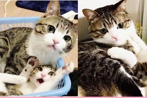 日本女生救了兩只貓，花紋竟然一樣！這兩個寶寶是復制粘貼的嗎？