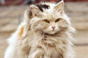 「吸貓」聖地，故宮博物院迎來最萌「貓保安」疑有「皇貓」血統！