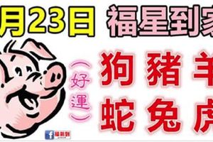 1月23日生肖運勢_狗、豬、羊大吉