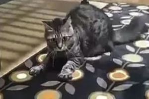 鏟屎官換了張地毯，可是看貓咪有點不對勁呢，貓咪好像瘋了