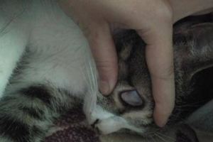 貓咪快不行了哭著抱去醫院後，醫生卻說就是睡著了，網友：蠢哭了