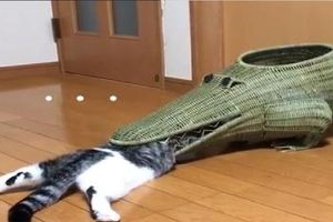 貓咪鑽進鱷魚嘴裡後被卡住了，機智的貓咪換了種方式自救！&友誼的小船說翻就翻，貓咪為了吃的使出了按頭殺！