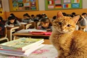 橘貓無意中闖入校園，成了陪孩子們上課的貓助教