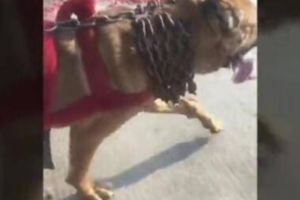 狗狗接受殘酷的訓練，拉二十斤鐵鏈奔跑，直接被累趴