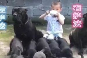 5歲小萌娃坐在狗群裡淡定吃飯，左右兩隻大黑狗做保鏢保駕護航