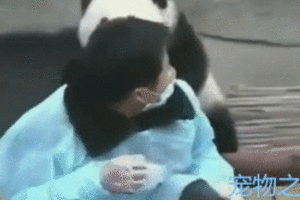 熊貓寶寶耍賴讓飼養員背，一個不小心摔了下來：敢摔本國寶？