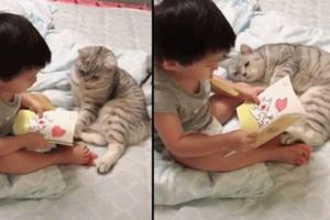 2歲半的寶寶給貓咪講睡前故事，一個認真講一隻聽入迷，被萌化了