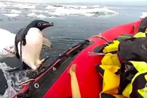 在南極考察到一半,突然有企鵝噴上船,發現船上沒有魚可搶劫，笑翻