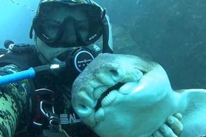 小鯊魚見到潛水人員「鑽手臂討抱」，事隔七年「再次相遇」牠竟然...太感動QQ