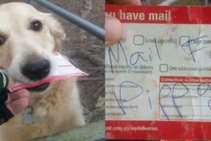 狗狗天天幫主人收信，如今經常失望而歸，郵遞員這個舉動令人感動