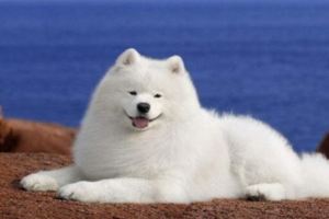 世界上最漂亮的5種狗狗，薩摩耶上榜，最後一隻太美了