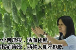 小小苦瓜根，堪比進口藥，活血化瘀，輕松消痔瘡，兩種人卻不能吃