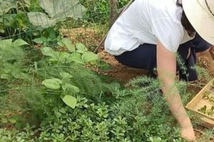 這種野菜被稱為長壽菜，種一次可以年年採摘，不用買也不用野外挖