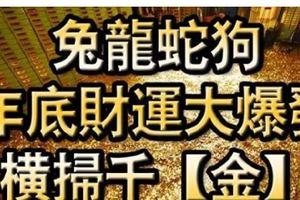兔龍蛇狗，年底財運大爆發，橫掃千【金】