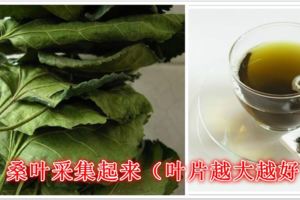 研究表明霜桑葉具有抗炎的作用，桑葉還具有穩定神經系統的功能