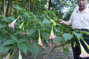 今年65歲，別人愛種花花草草，他卻偏愛中草藥種植