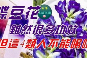 蝶豆花雖然很多功效，但這4類人不能喝哦