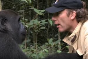 他把猩猩養大就野放叢林　5年後重逢猩猩做出「噴淚舉動」：把拔我好想你！