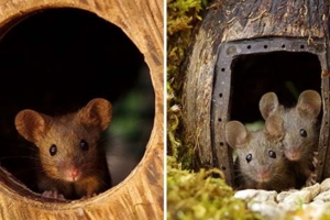 後院發現一窩小老鼠　攝影師沒趕跑「反而建了小村莊」找到最萌模特兒