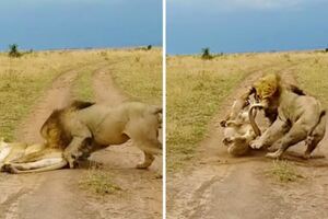 母獅的起床氣真的好可怕　白目公獅慘遭「河東獅吼」下場GG了