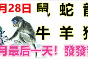 2月28日生肖運勢_鼠、蛇、龍大吉