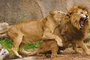 動物園獅子夫妻跟真人一樣很會吵架　吵完後的畫面讓網友感嘆：結婚後的日常啊～