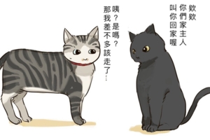 喵喵都市傳說？　日網友家貓走失「請野貓傳話」竟然真的回來了！