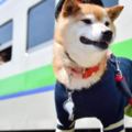 呆萌柴犬成火車站長穿制服值班引迷妹