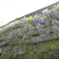 這間本來看起來像廢墟的房子因為在43年前種下了一株紫藤花，讓它在今天變成美得讓人窒息的紫藤屋！