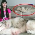 【視頻】網紅上傳愛狗影片卻被觀眾發現「裡面有異狀」，懷疑這隻狗已經被她殺死了…